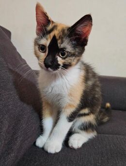 Katzen - Bogen