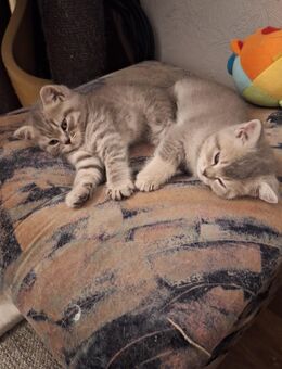 BKH-Kitten - Ludwigsfelde