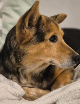 Pita - wünscht sich einen Altersruhesitz - Elsdorf (Nordrhein-Westfalen)