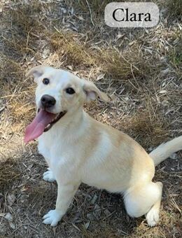 Carla 💛💛💛 liebes Hunde-Girl - Bad Karlshafen