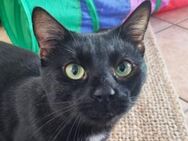 GUCCI-wunderschöner, zutraulicher Kater - Rösrath