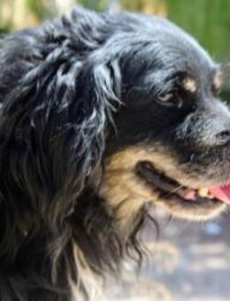 Pol ein kleiner Hund mit großem Herz - Bedburg