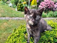 3 süße Katzenbabys abzugeben - BKH Mix - Holtland