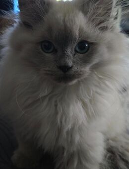 BLH Kätzchen - Oldenburg