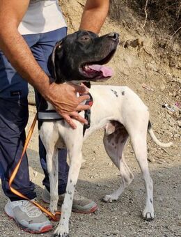 Vicente, lernwillig, offen, freundlich - Westerholt