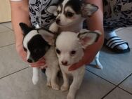 Süße Chihuahua Welpen ab sofort abzugeben - Coswig (Anhalt) Buko
