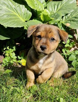 Wundervolle Jack Russel Mix Welpen suchen ein liebevolles Zuhause - Rüdersdorf (Berlin)