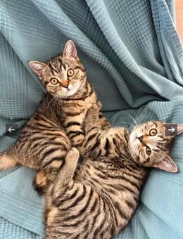 BKH Kitten abgabebereit - Kerpen (Kolpingstadt) Zentrum