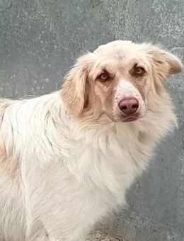 BETSY- auf Pflegeplatz in 9012 St.Gallen - Kempen