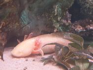 Axolotl Eier zu verkaufen Goldalbino, Melanoid - Wurzen