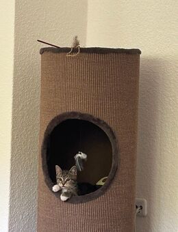 Babykater sucht tolles zu hause mit Gesellschaft - Hiddenhausen