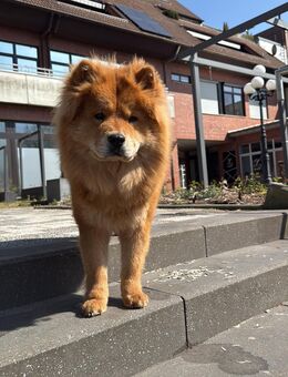 Hund Chow-Chow Weibchen - Rheine
