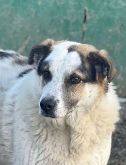 Balou - halbverhungert gerettet - Dreikirchen