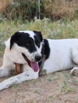 Rowina - bereit für ein Familienleben - Mettmann