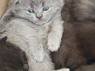 BHK Kitten in gute Hände vermitteln - Neumünster