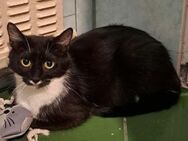 Florence, ca. 2 Jahre, Zuhause gesucht - Grimburg