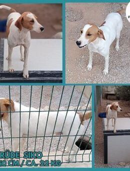 Siko aktiver Rüde Bracke Mischling - Margetshöchheim