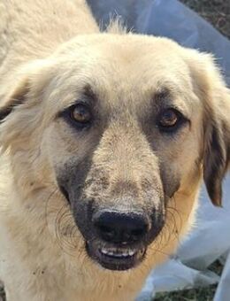 Hermine Granger, geb. ca. 12/2023, GR - Markdorf