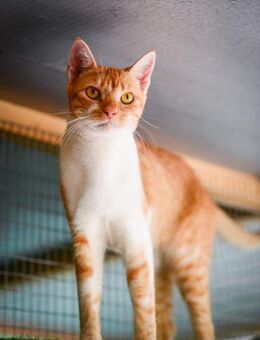 FiV+ Katze Fifi aus dem Tierschutz - Grevenbroich