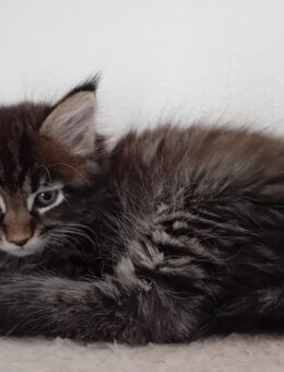 Grosse Maine Coon Kitten Bub - Bechhofen (Bayern)