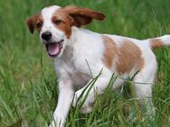 Irish Red and White Setter - sportlicher Familienhund - Gedern