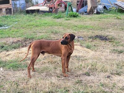 Rhodesian Ridgeback