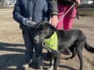 Perfekter Hund für die Famile = JEAN ♥️ - München