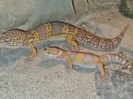 Leopardgeckos Super giant die waren riesen - Jüchen