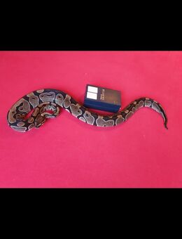 Königspython Weiblich - Wesseling