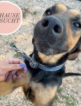 SIMBA sucht sein Für-Immer-Zuhause❤️ - Saarbrücken