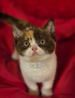 1 süßes bkh kitten mädel (reserviert) - Hennef (Sieg)