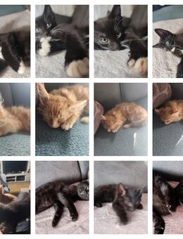 3 kleine Katzen - Herzogenrath