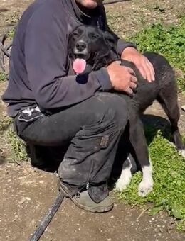 🐶Lieber Buck sucht Familie🖤 - Eislingen (Fils)