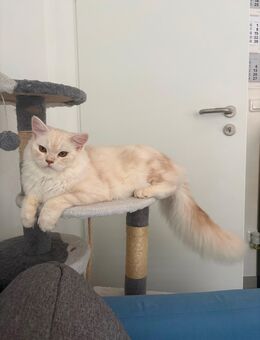 Katze Kater - Osnabrück