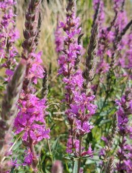 Blutweiderich Samen Blumen mehrjährig winterhart Bienen pflanze Blutweideriche Teich See Sumpf Wasserpflanze Samen Pool lila rot rosa heimische Pflanze Wasserpflanye Teich Samen Muttertag Hochbeet garden Saatgut Deutsches Biene Bio Samen - Pfedelbach