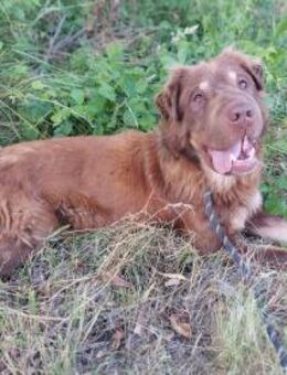 Erfahrene Hündin Mandy - Rambin