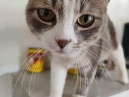 Schmusekatze Molly - Eichenzell