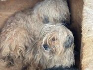 Sanfte Hündin TILLY sucht Familie - Neuberg