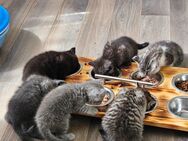 Vier Zauberhafte BKH Katzen suchen noch ein neues Zuhause! - Braunsbedra