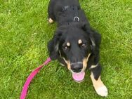 Dackel Mix Balou sucht seine Familie - Großefehn