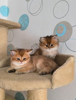 Britisch Kurzhaar kitten -Golden Black Schadet (Privatabgabe) - Braunschweig
