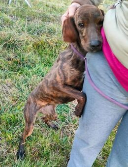 Nuvola - ruhige, sensible Junghündin - Würzburg