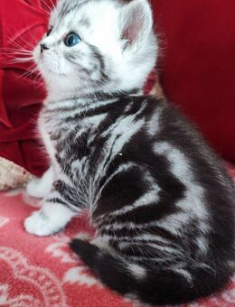 BKH Kitten Black Silver Classic Taby (Whiskas) - Wuppertal