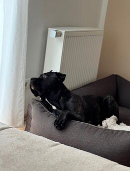 Cane Corso Italiano Hündin sucht liebevolle Besitzer - Waltrop