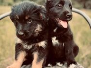 Schäferhund x Schnauer Yorkshire Welpen - Erkner