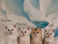 BKH Kitten suchen ein neues Zuhause - Traunreut