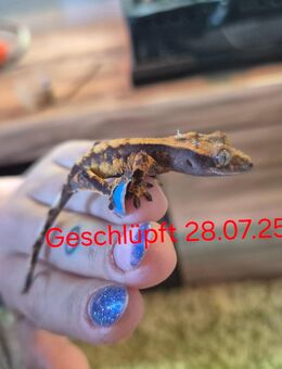 Correlophus ciliatus (Kronengecko Babys) - Ichenhausen