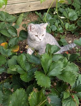 BKH Katze kitten - Kösching