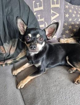 Csipa, hübscher Chihuahua geb. 2024 - Remagen