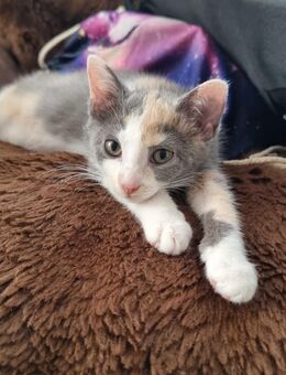 Zwei Wunderschöne Katzenbabys, Katzen, Katze Mischling - Hockenheim